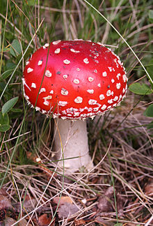 Mushrooms Self-Storage